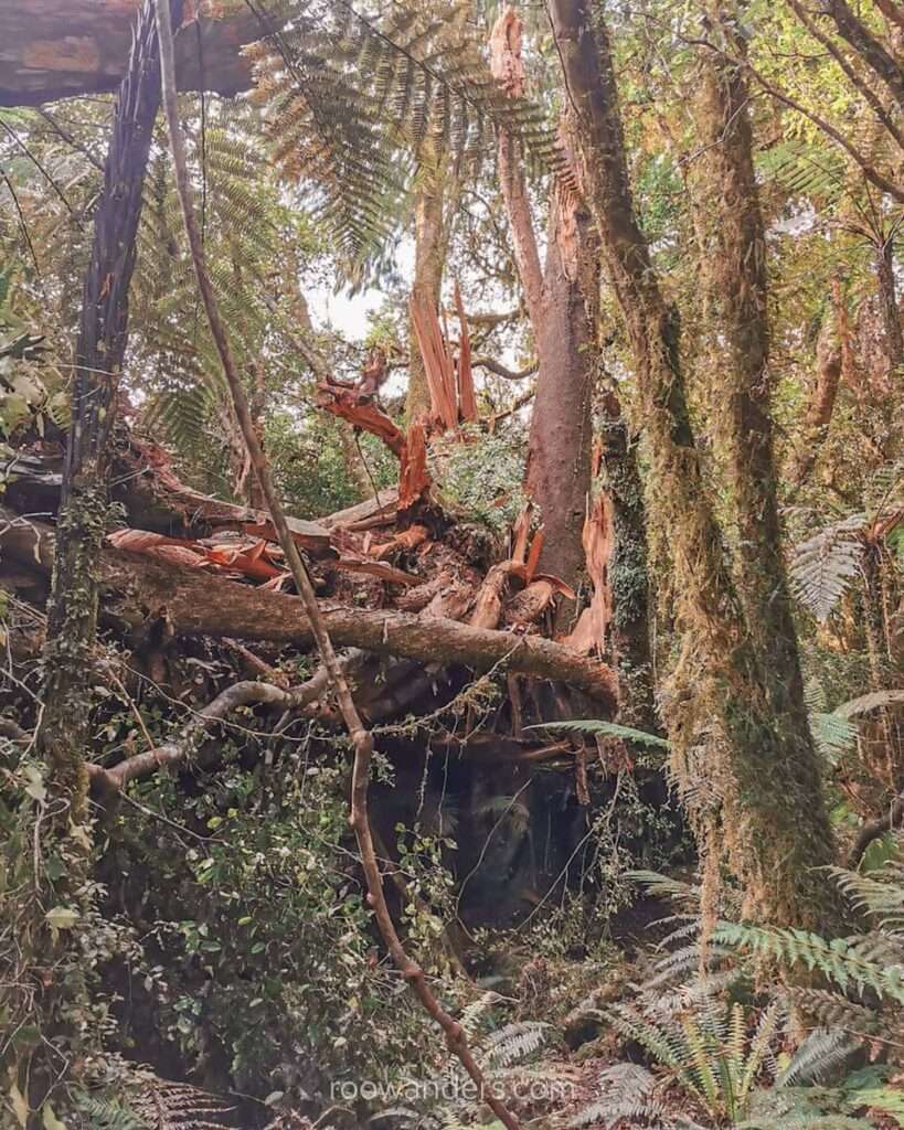 Fallen tree, Copland Track, New Zealand - RooWanders