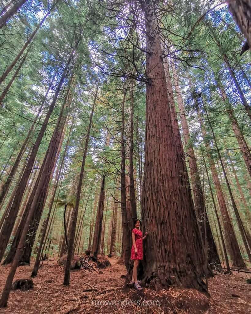 Redwoods Whakarewarewa,  Rotorua, New Zealand - RooWanders