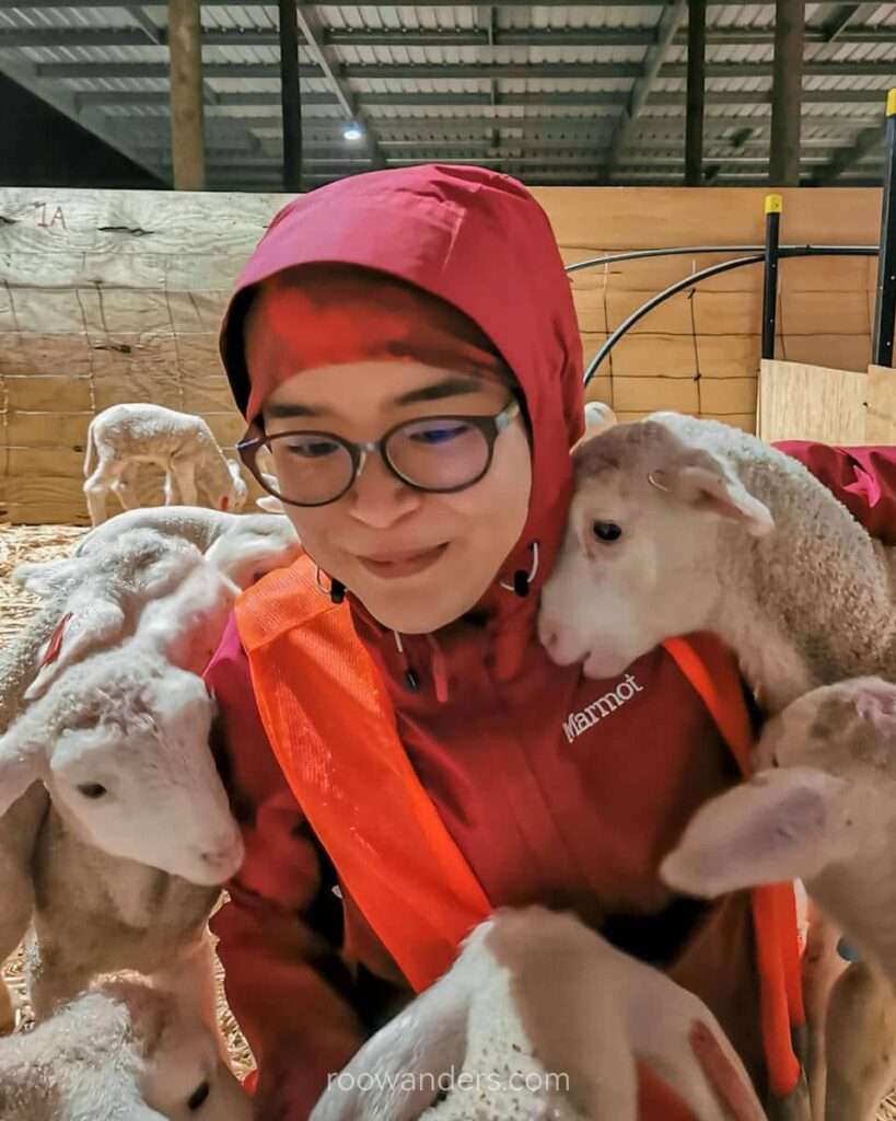 Lamb rearing, New Zealand - RooWanders