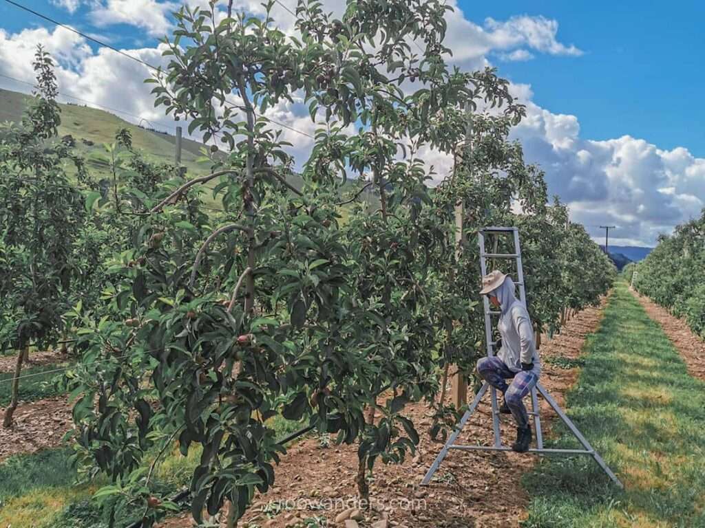 Apple Thinning, New Zealand - Roowanders