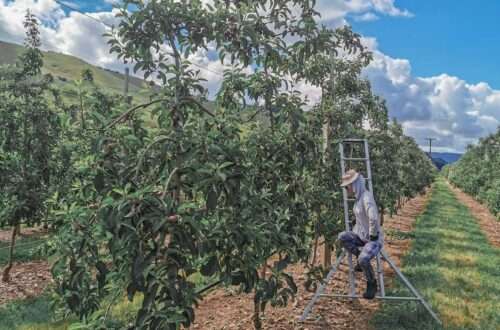 Apple Thinning, New Zealand - Roowanders