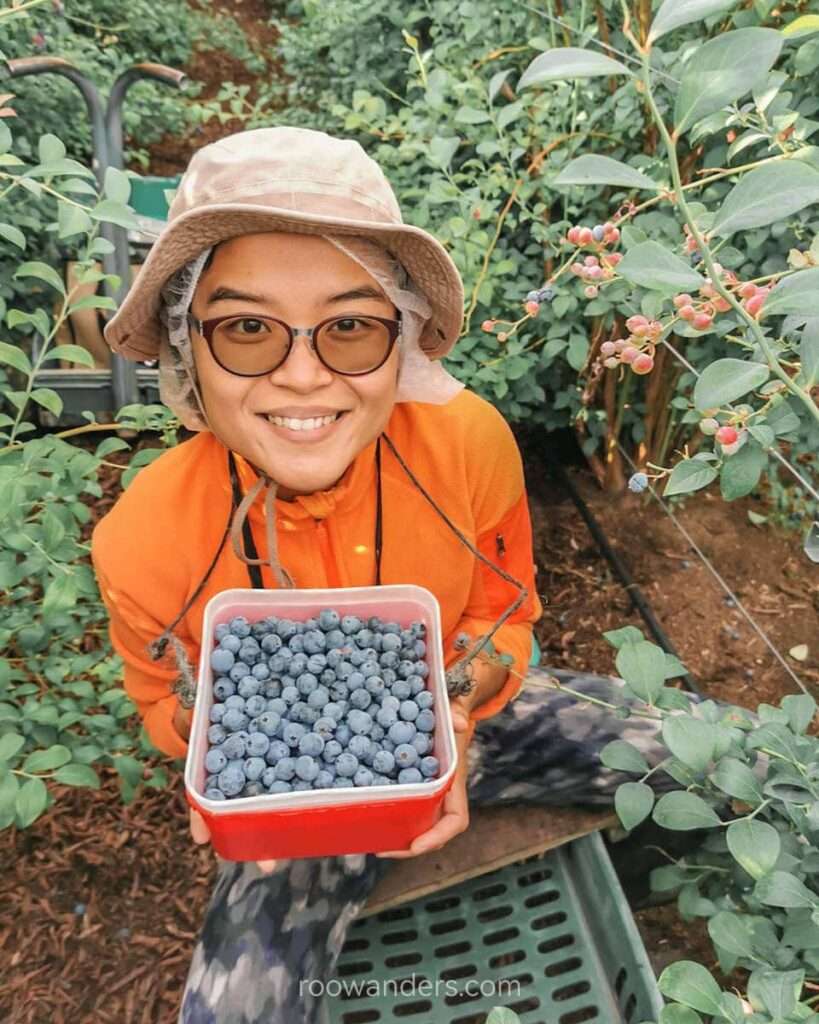 First Punnet, Blueberry Picking, New Zealand - RooWanders