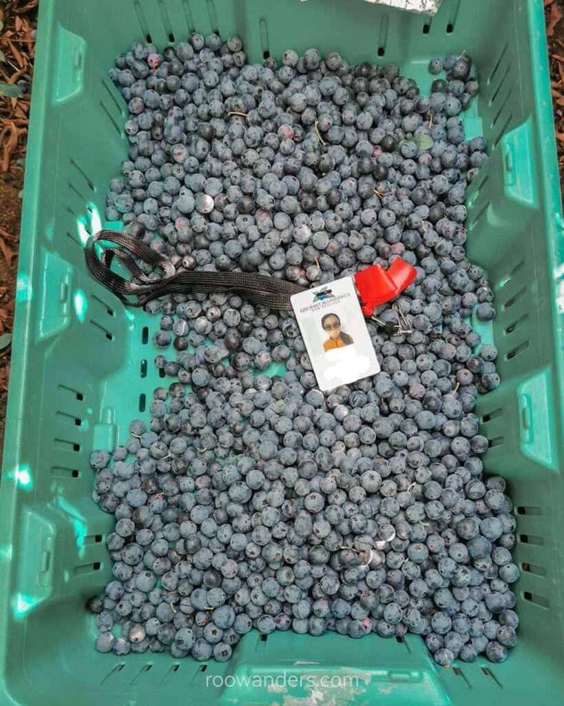 Blueberry Picking, New Zealand - RooWanders