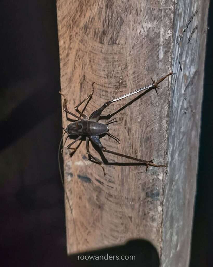 Cave Cricket, Gua Niah, Miri, Malaysia - RooWanders