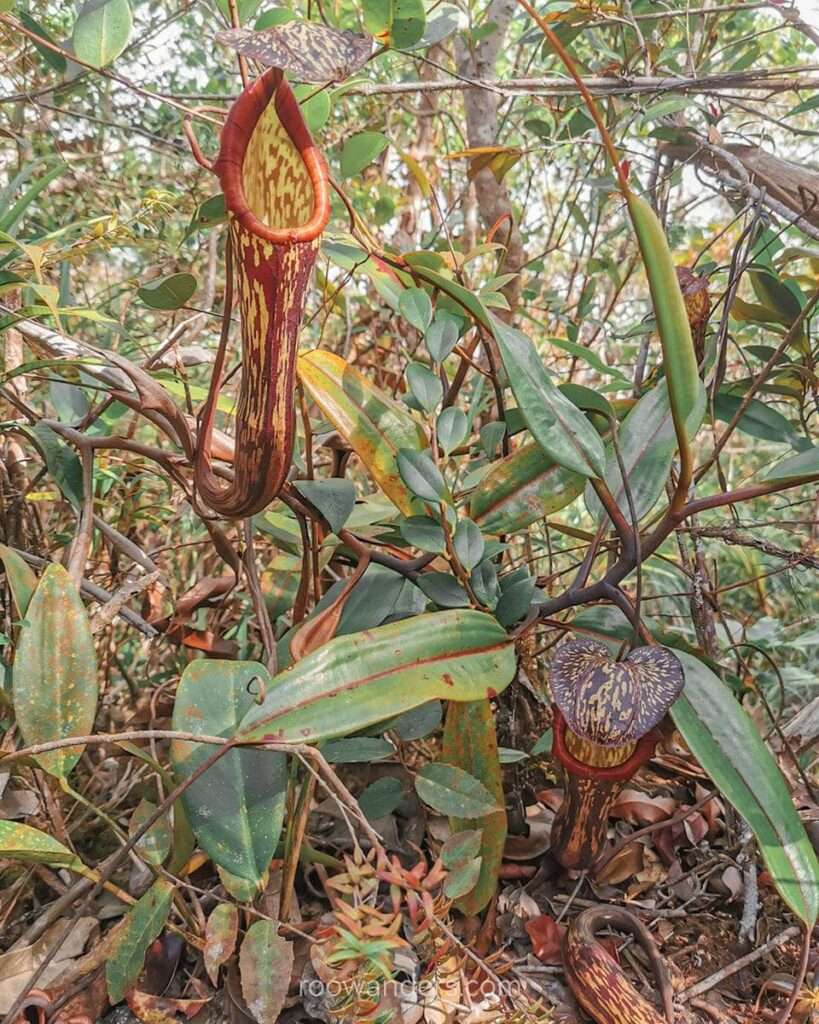 Pitcher plant, Mulu National Park, Malaysia - RooWanders