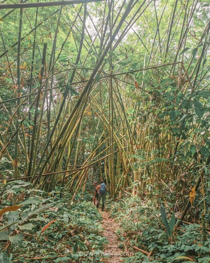 Bamboo forest, Mulu National Park, Malaysia - RooWanders