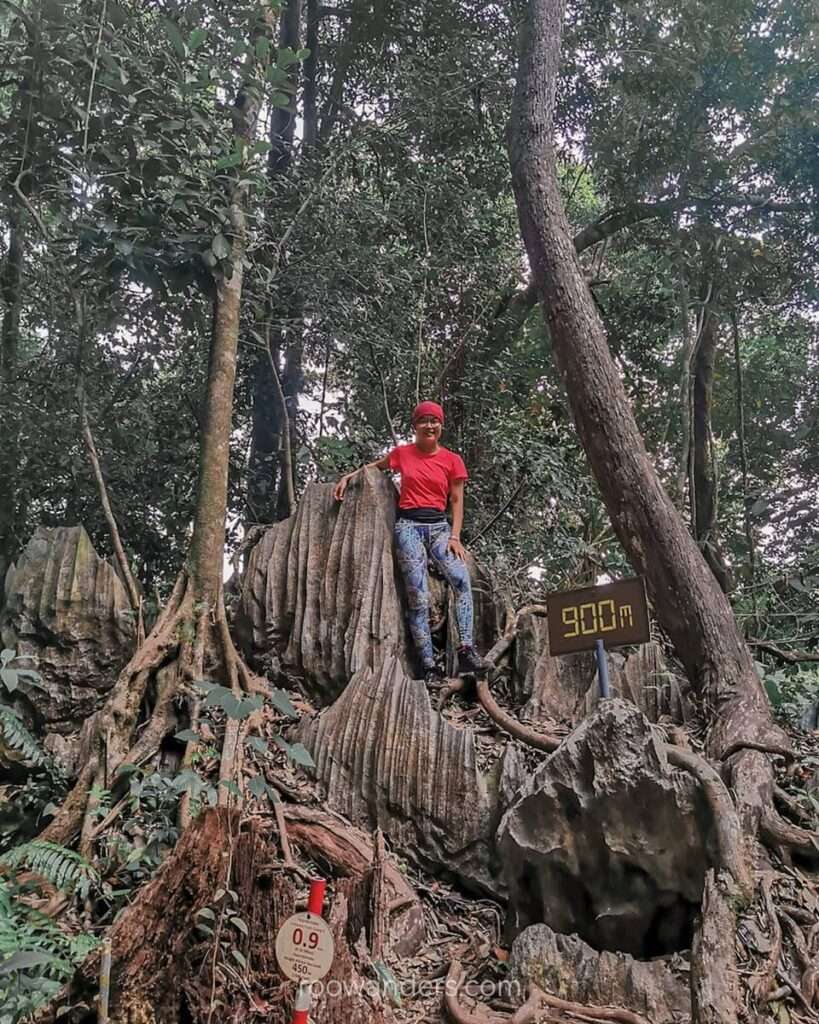 Mulu Pinnacles, Mulu National Park, Malaysia - RooWanders