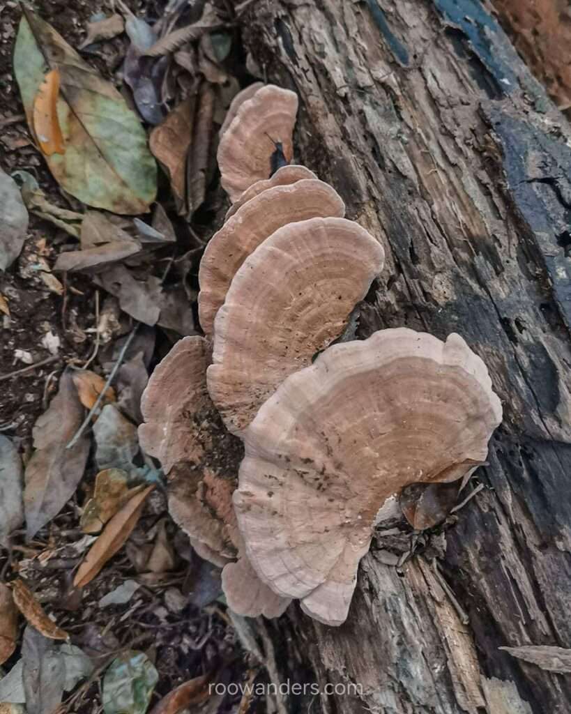 Fungi, Mulu National Park, Malaysia - RooWanders