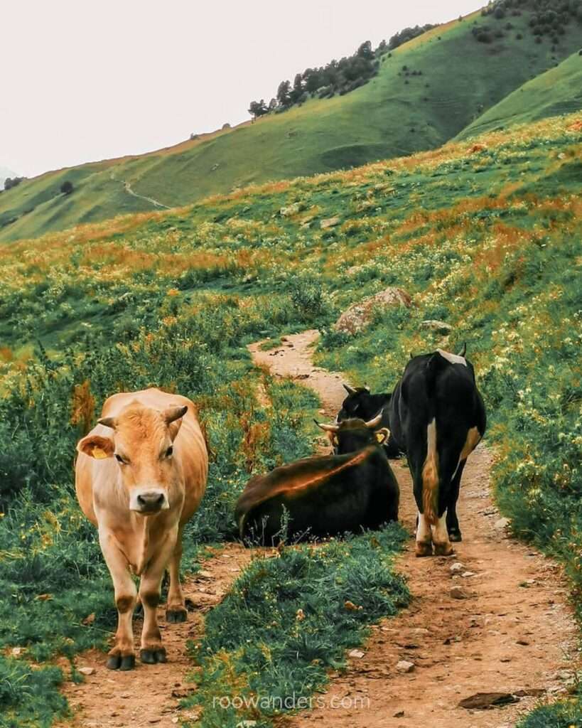 Svaneti cow, Mestia to Ushguli, Georgia - RooWanders