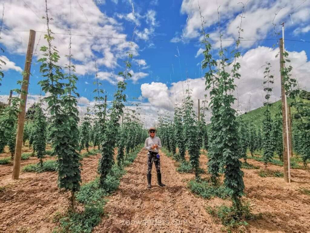 Standing amongst the rows of hop plants, Hops Training, New Zealand - RooWanders