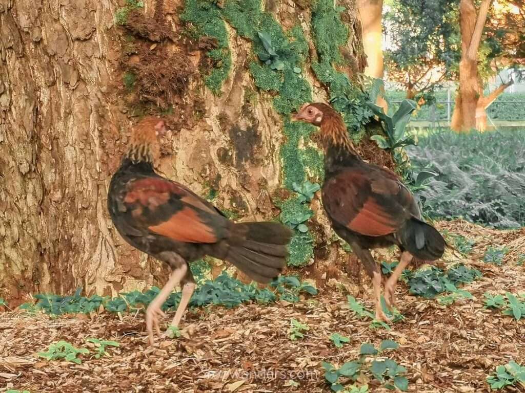 West Coast Chickens, Singapore - RooWanders