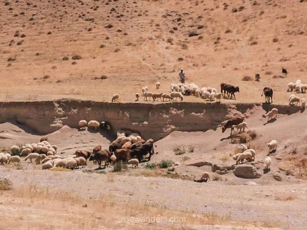 Nakhchivan Goats, Azerbaijan - RooWanders