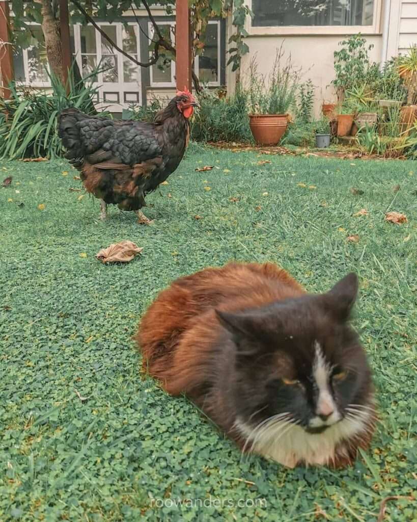 A cat and a chicken, Te Puke, New Zealand - RooWanders