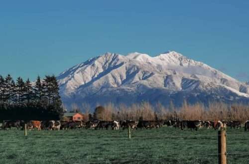 Calf Rearer, New Zealand - RooWanders