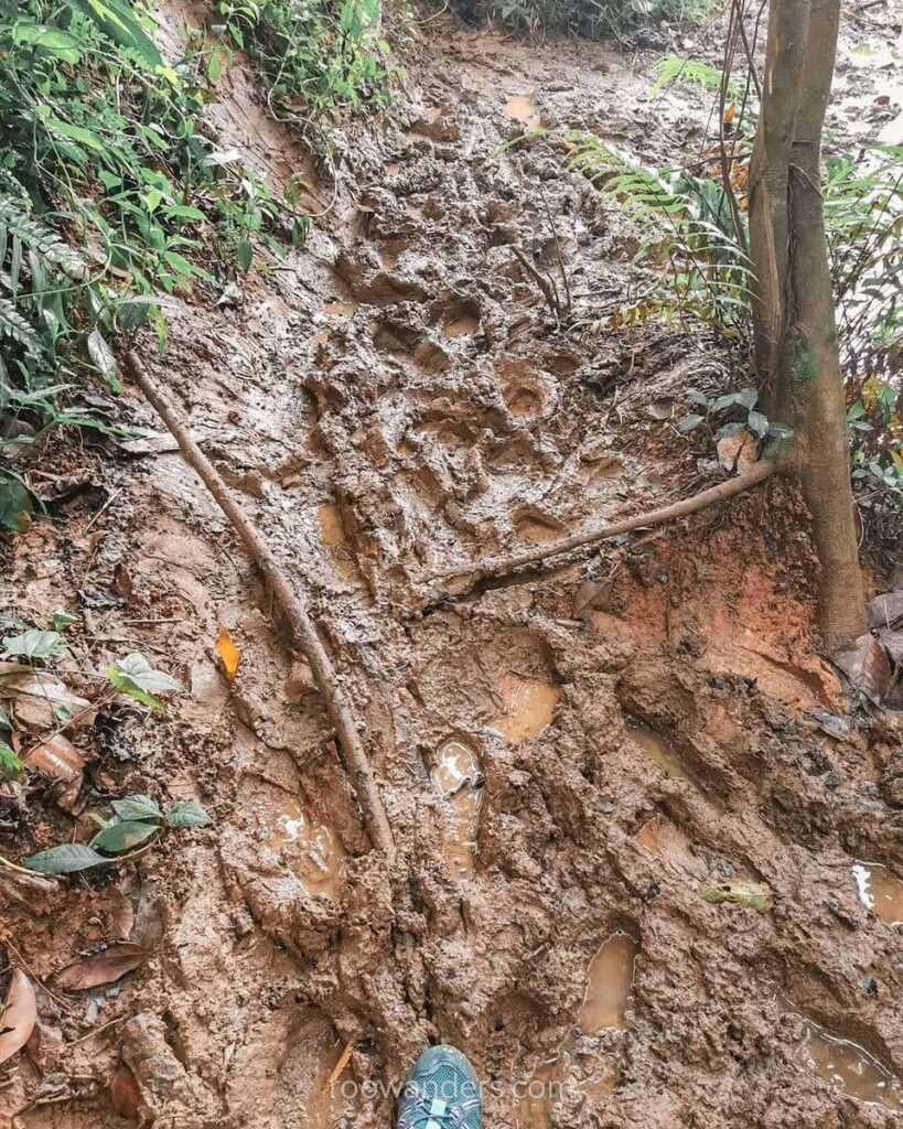 Clementi Forest, Muddy Trail, Singapore - Roowanders