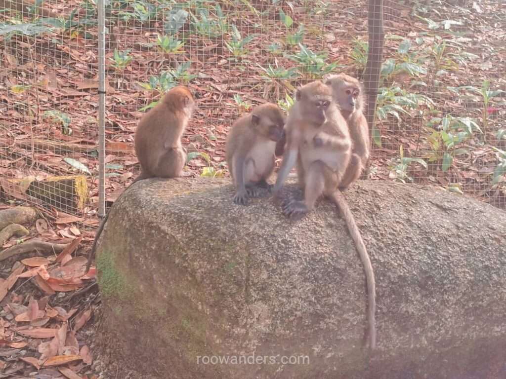 Monkeys, MacRitchie to Bukit Timah, Singapore - RooWanders
