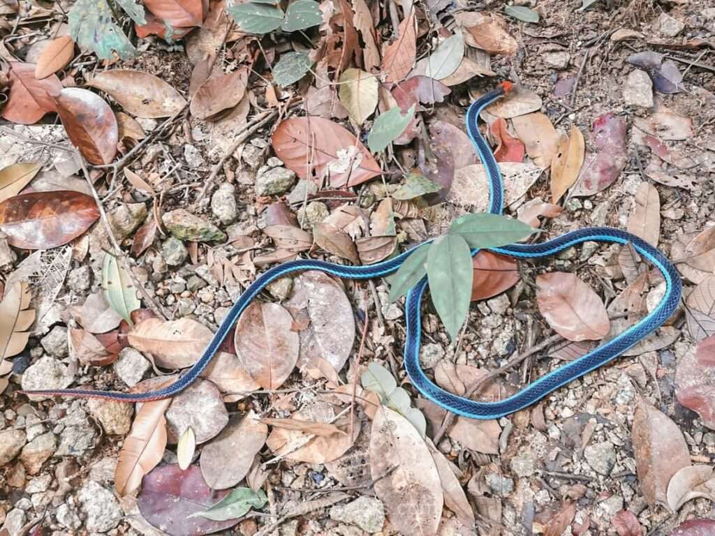 Malayan Blue Coral Snake, MacRitchie to Bukit Timah, Singapore - RooWanders