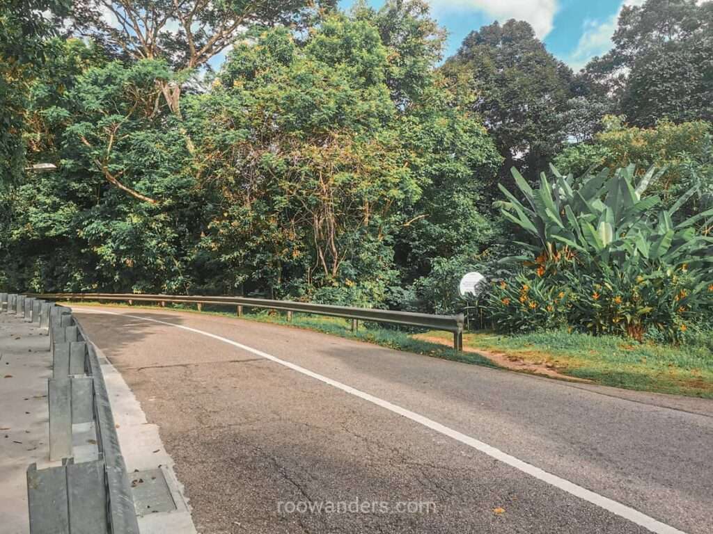 MacRitchie to Bukit Timah, Singapore - RooWanders