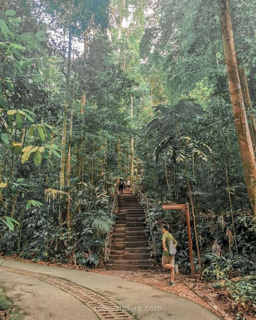 Slope or steps, MacRitchie to Bukit Timah, Singapore - RooWanders