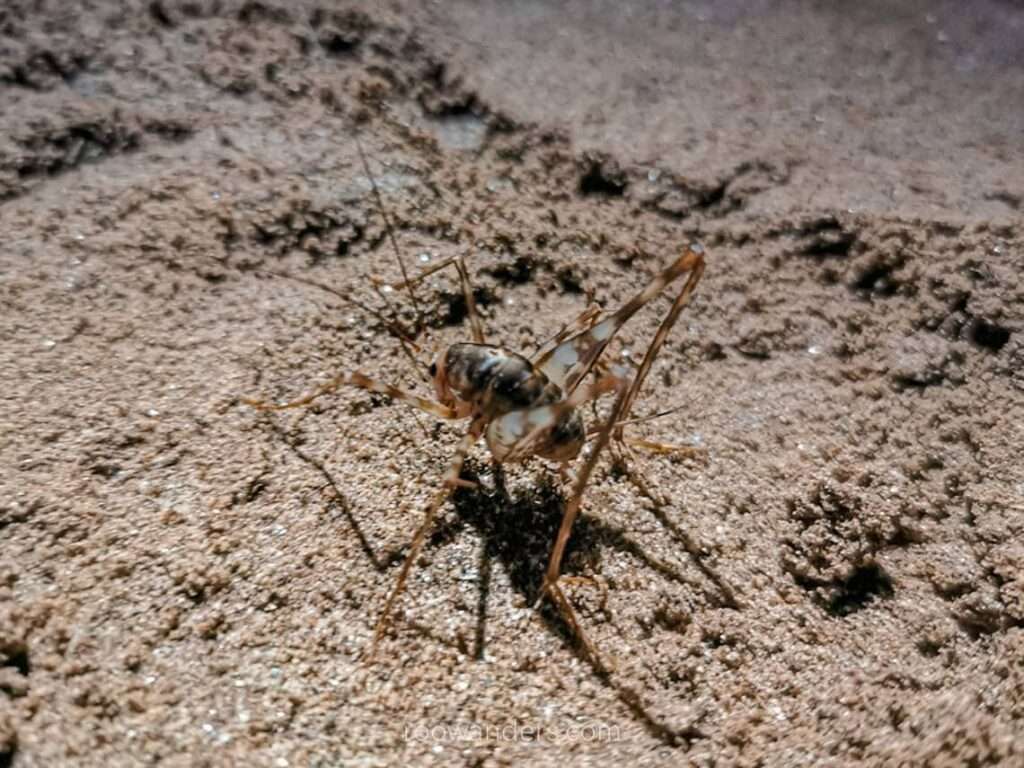 A Cave Cricket, Vietnam - RooWanders