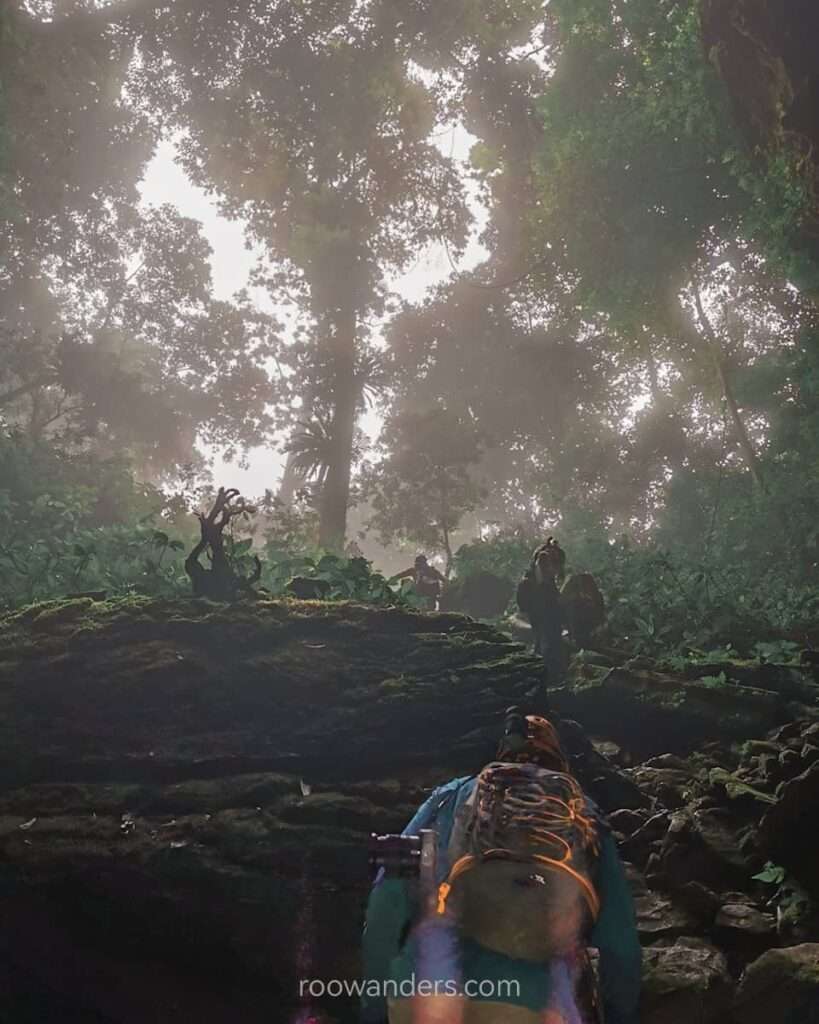 Forest Trekking, Vietnam - RooWanders