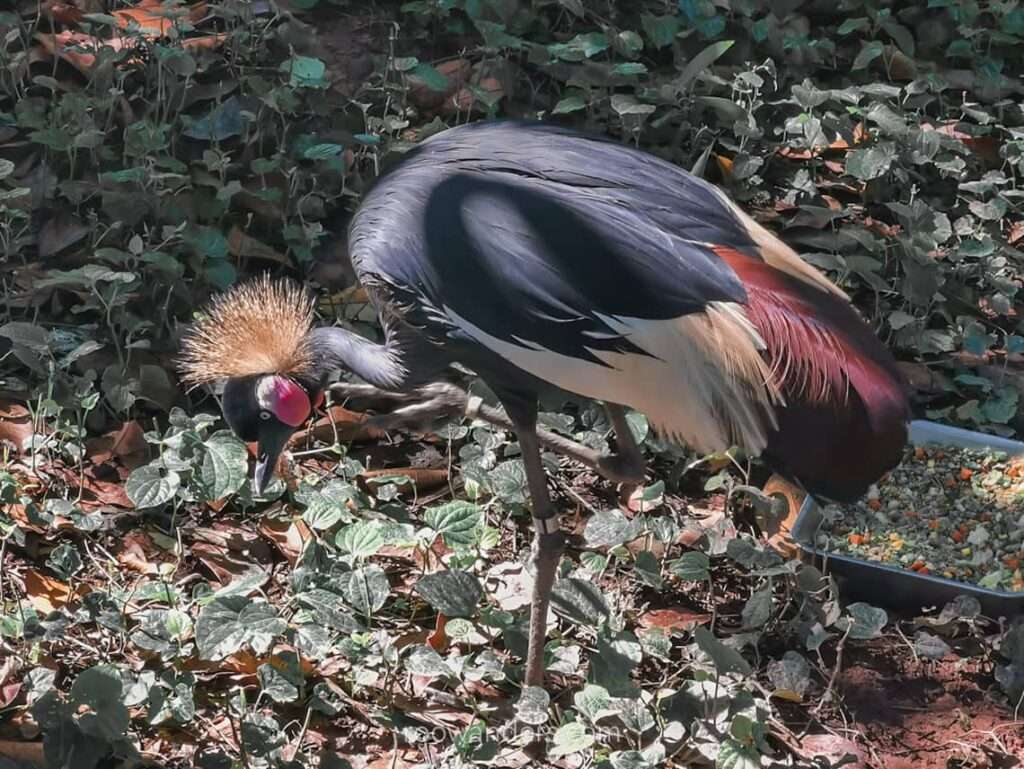 Bird Paradise Black Crowned Crane, Singapore - RooWanders