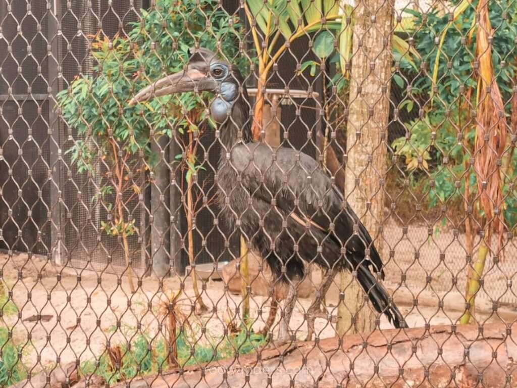 Bird Paradise Winged Sanctuary Abyssinian ground hornbill, Singapore - RooWanders