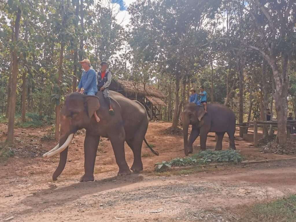 Luang Prabang Manifa Elephants, Laos - RooWanders