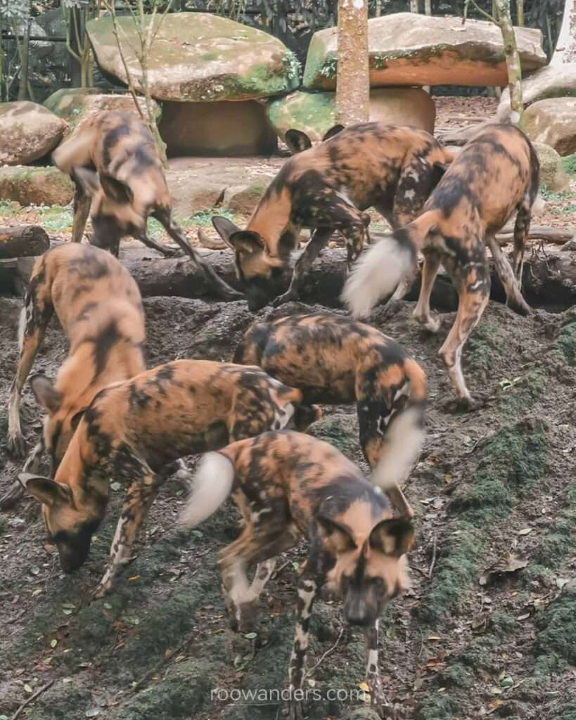 Mandai Zoo African Painted Dogs, Singapore - RooWanders