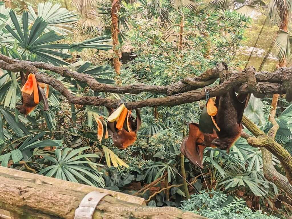 Mandai Zoo Bats, Singapore - RooWanders