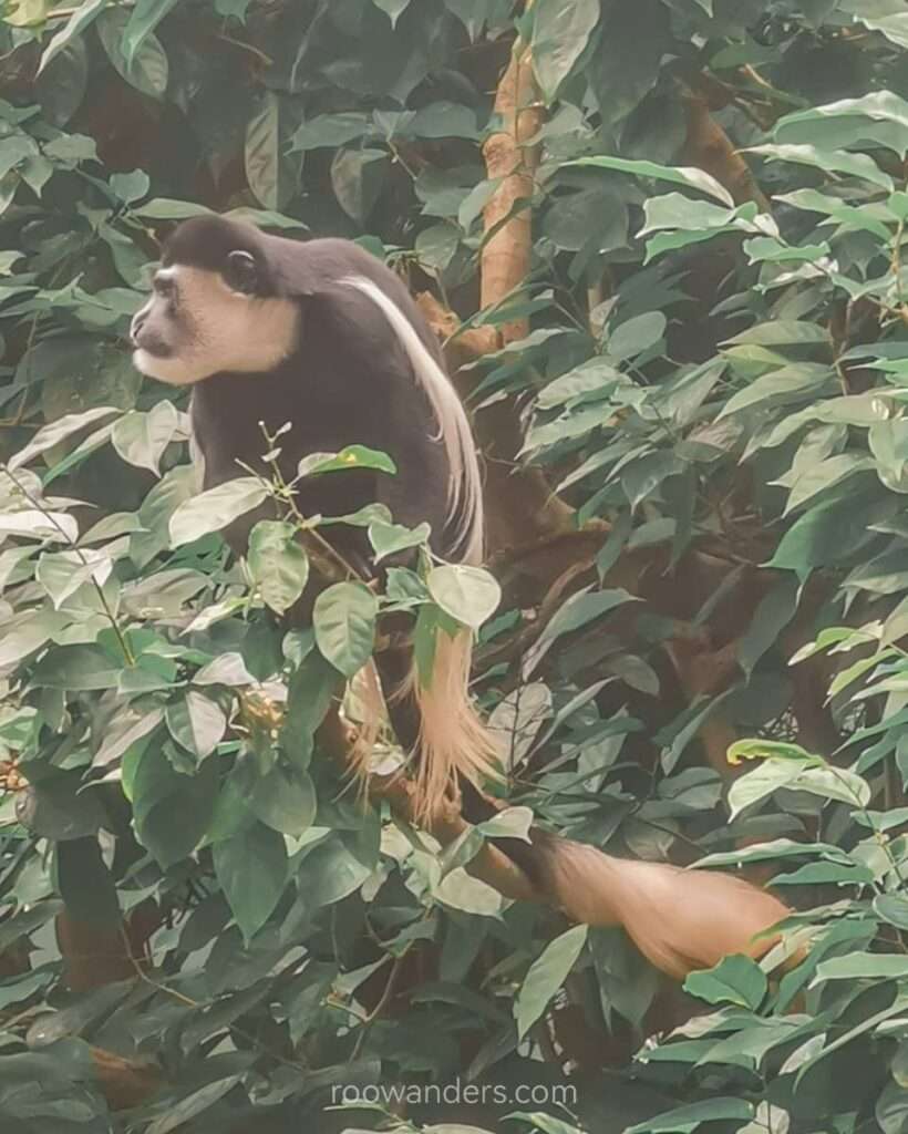Mandai Zoo Colobus Monkey, Singapore - RooWanders