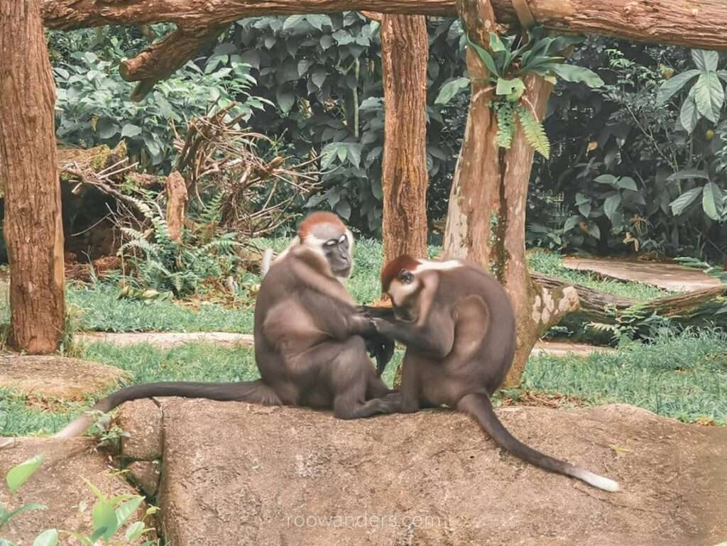 Mandai Zoo Douc Langur Monkey, Singapore - RooWanders