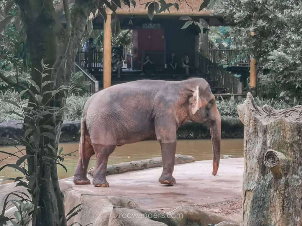 Mandai Zoo Elephants of Asia, Singapore - RooWanders