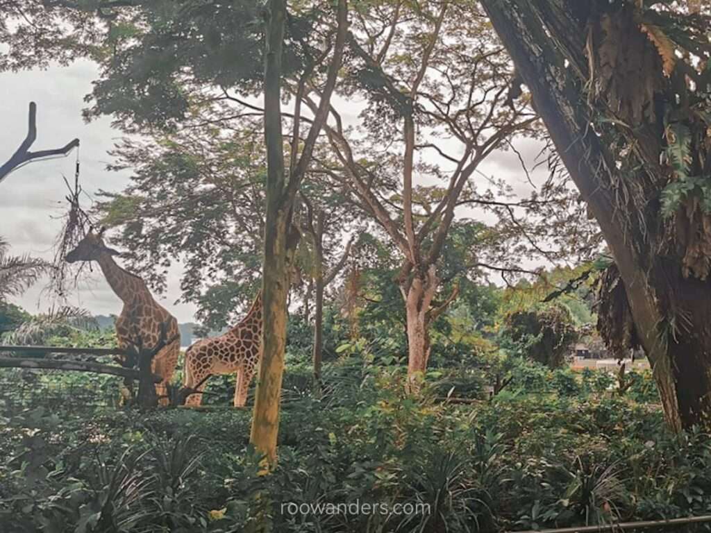 Mandai Zoo Giraffe, Singapore - RooWanders