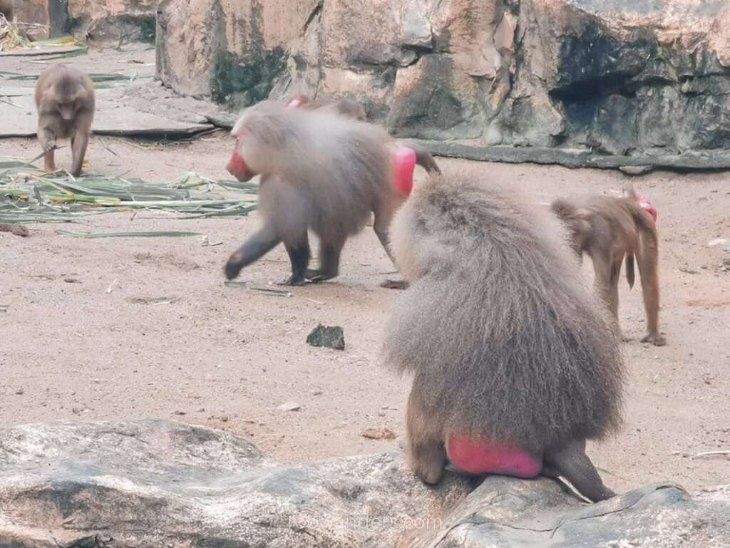 Mandai Zoo Hamadryas Baboon, Singapore - RooWanders
