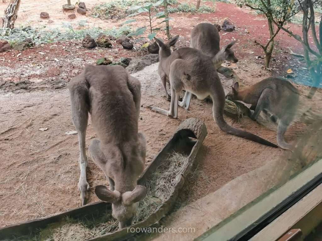 Mandai Zoo Kangaroo, Singapore - RooWanders