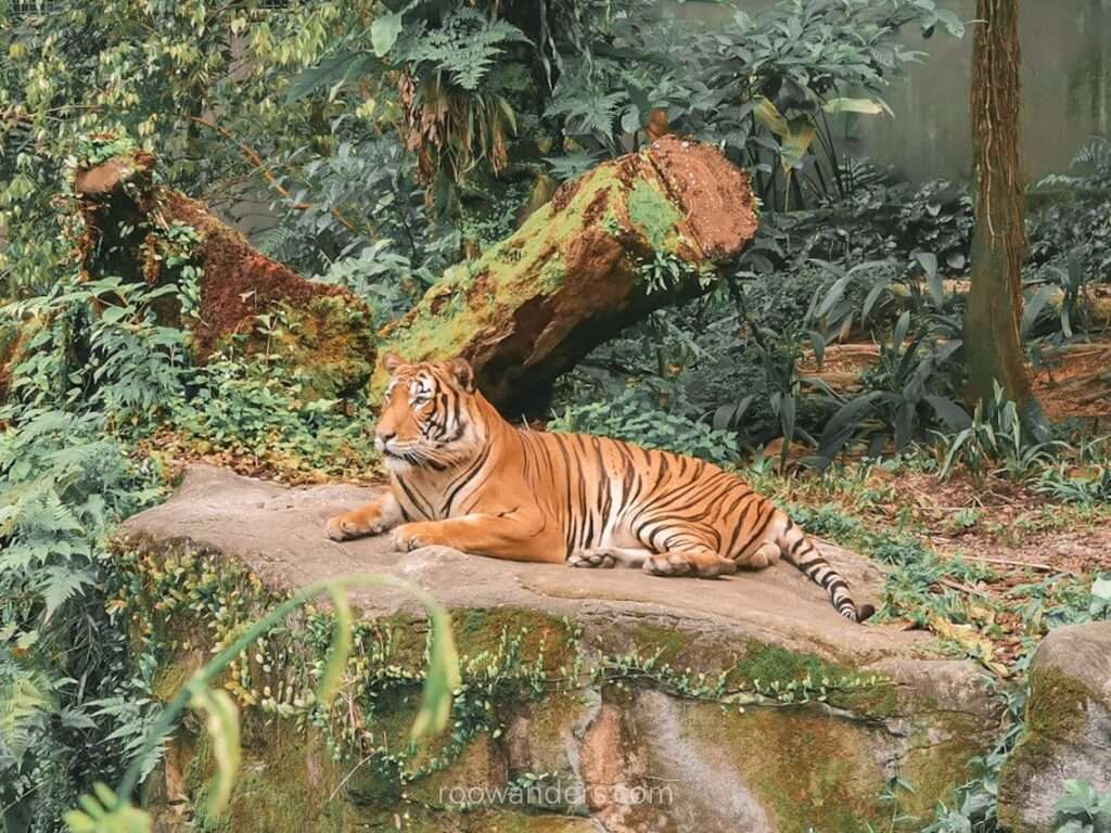 Mandai Zoo Malayan Tiger, Singapore - RooWanders