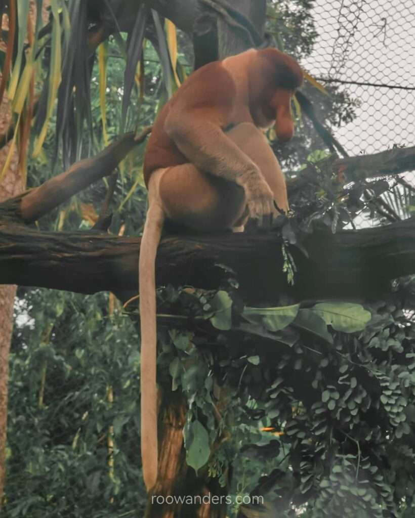 Mandai Zoo Proboscis Monkey, Singapore - RooWanders