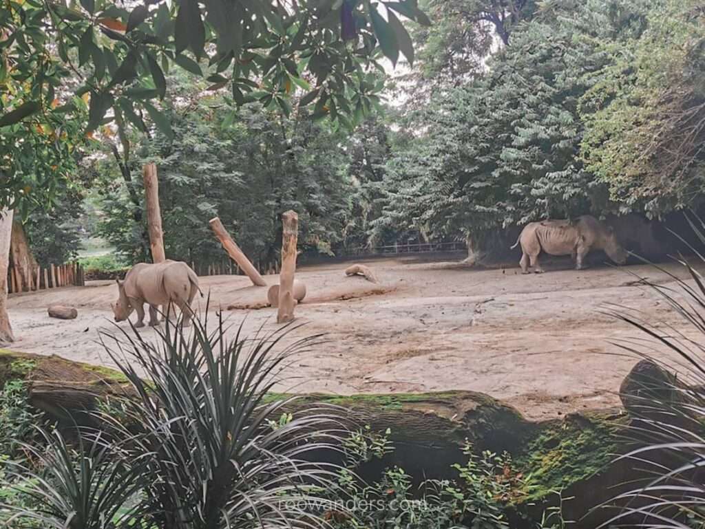 Mandai Zoo Rhino, Singapore - RooWanders