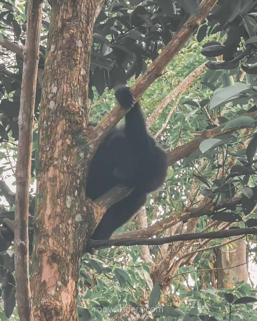 Mandai Zoo Siamang Primate, Singapore - RooWanders