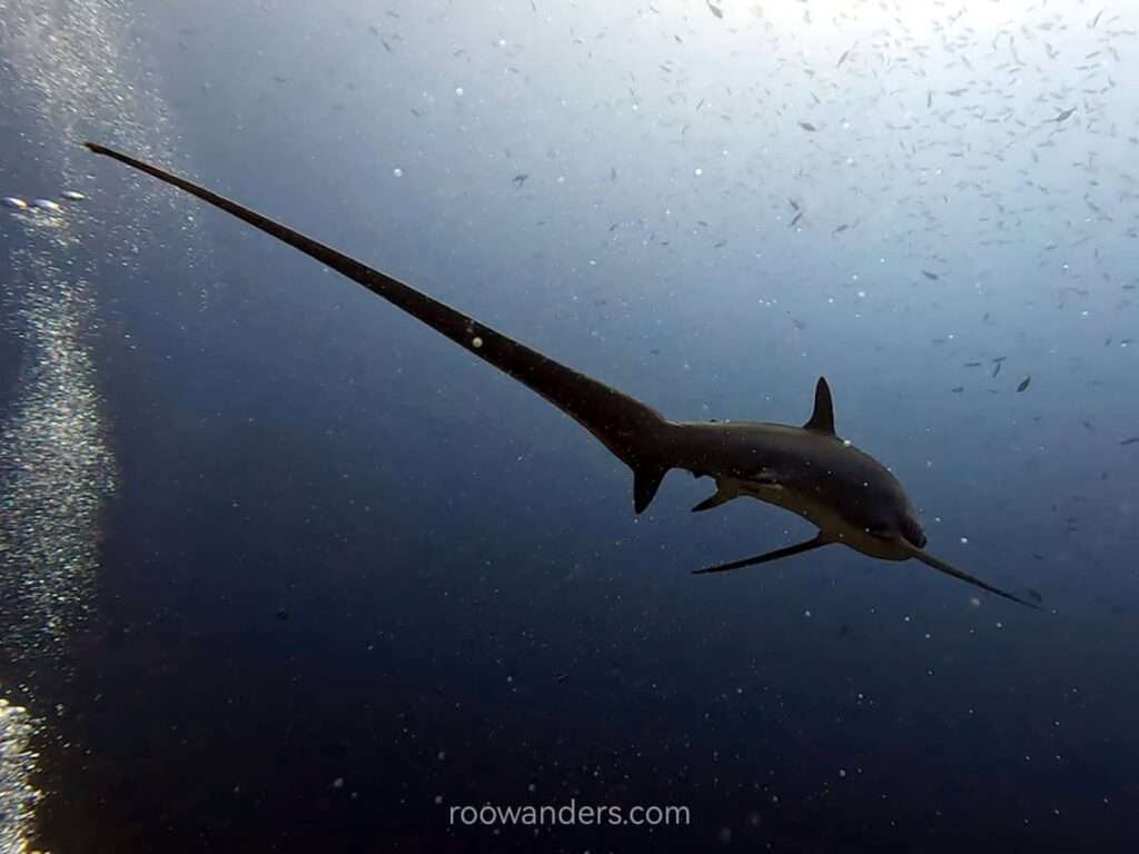 Cebu Malapascua Scuba Dive Thresher Shark, Philippines - RooWanders