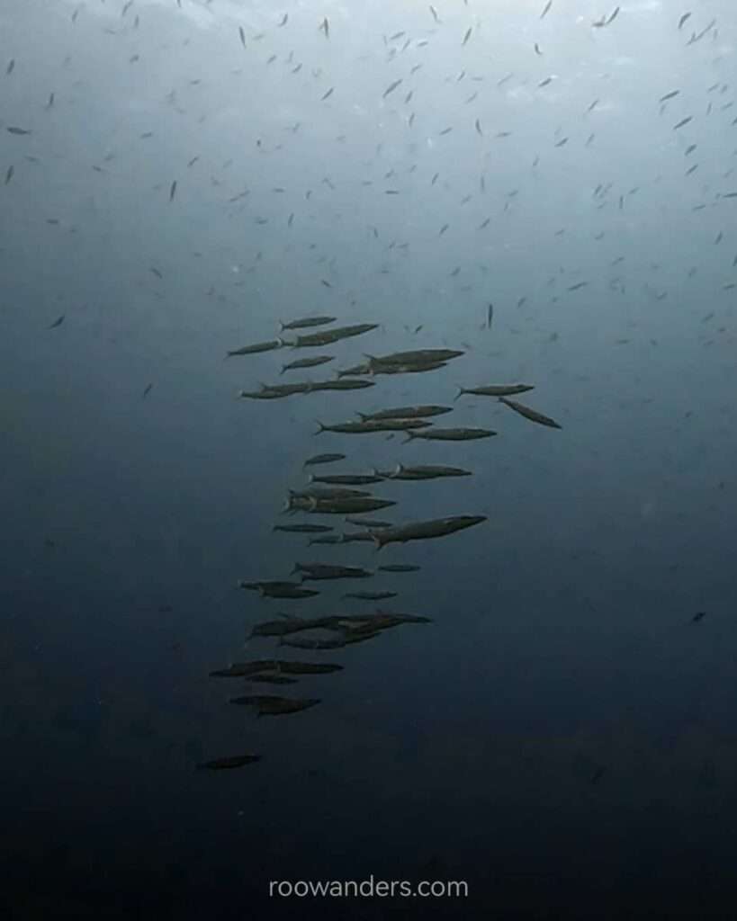 Cebu Malapascua Scuba Dive, Philippines - RooWanders