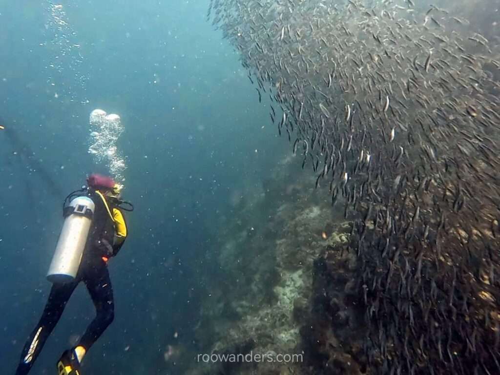 Cebu Moalboal Sardines Dive, Philippines - RooWanders