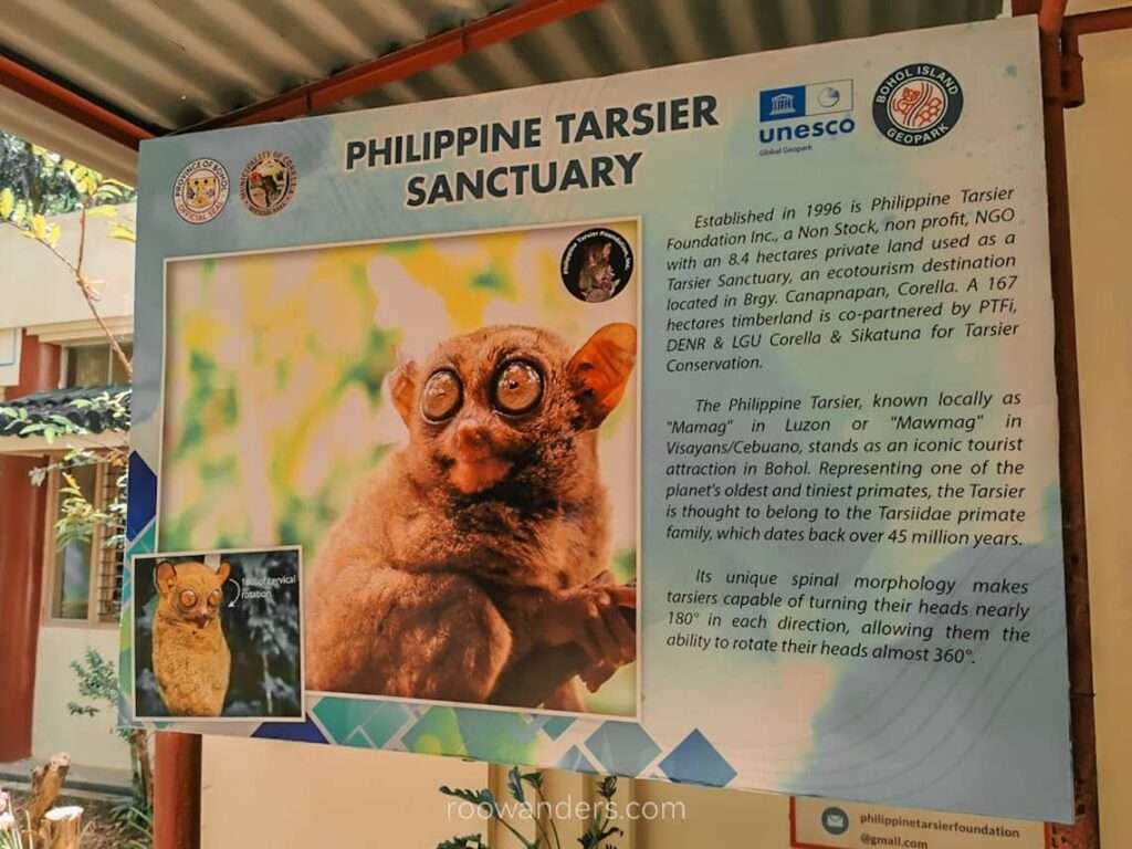 Cebu Bohol Tarsier Sanctuary, Philippines - RooWanders